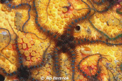 Star fishes from Yassi Island/Istanbul. Taken with Nikon ... by Alp Baranok 